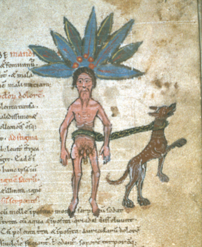 Male Mandrake. Bodleian Library MS Ashmole 1431, fol. 31r.